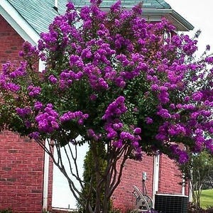 Catawba Purple Crape Myrtle Tree - Live Plant - ( 1 QT )