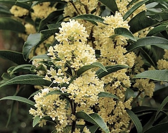 1 - Fudingzhu Fragrant Tea Olive ( osmanthus ) - Starter Plant ( 4L )( 1 live plant )