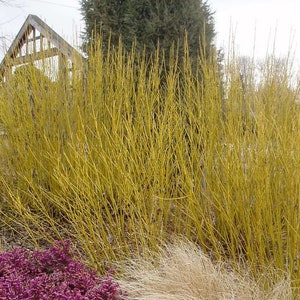 1 - Buds Yellow Twig Dogwood - Starter Plant ( 7L ) ( 1 live plant )