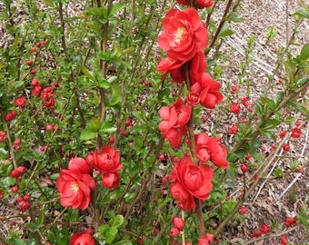 Texas Scarlet Red Flowering Quince - Live Plant - 3 Gallon Pot