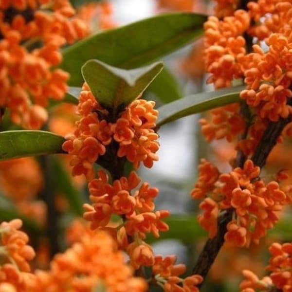 Orange Flowering Fragrant Tea Olive ( osmanthus ) - Live Plant - ( 1 QT )