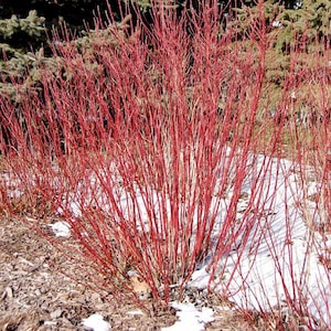 1 - Cardinal Red Twig Dogwood - Starter Plant ( 7L ) ( 1 live plant )
