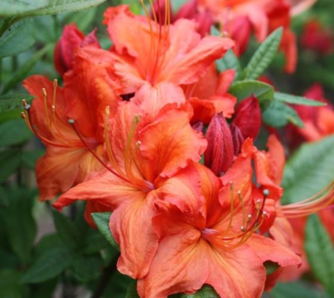 1 - Fireball Deciduous Azalea - Starter Plant ( L7 ) ( 1 Live Plant ...