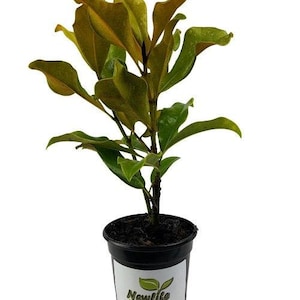 Brackens Brown Beauty Southern Magnolia - Live Plant - ( 1 QT )