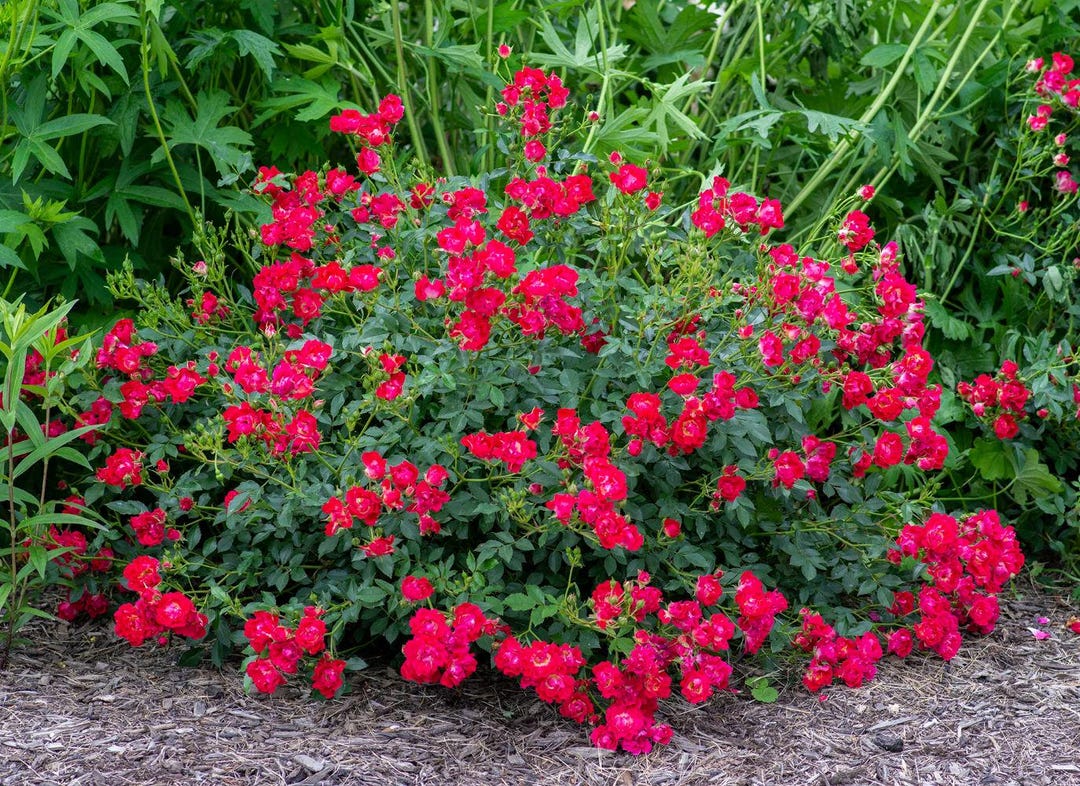 Red Ribbon Ground Cover Roses Red Drift® Groundcover Rose - Live Plant - ( 1 QT ) - Etsy