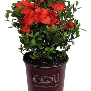 May include: A red Encore Azalea plant in a brown pot. The pot has the text "Encore Azalea" and "More Blooms, More Often." printed on it.