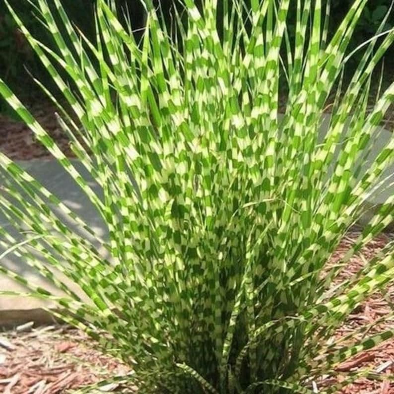 May include: A close-up of a zebra grass plant. The plant features long, slender green blades with alternating bands of light green and white, creating a striped pattern. The plant is surrounded by brown mulch.