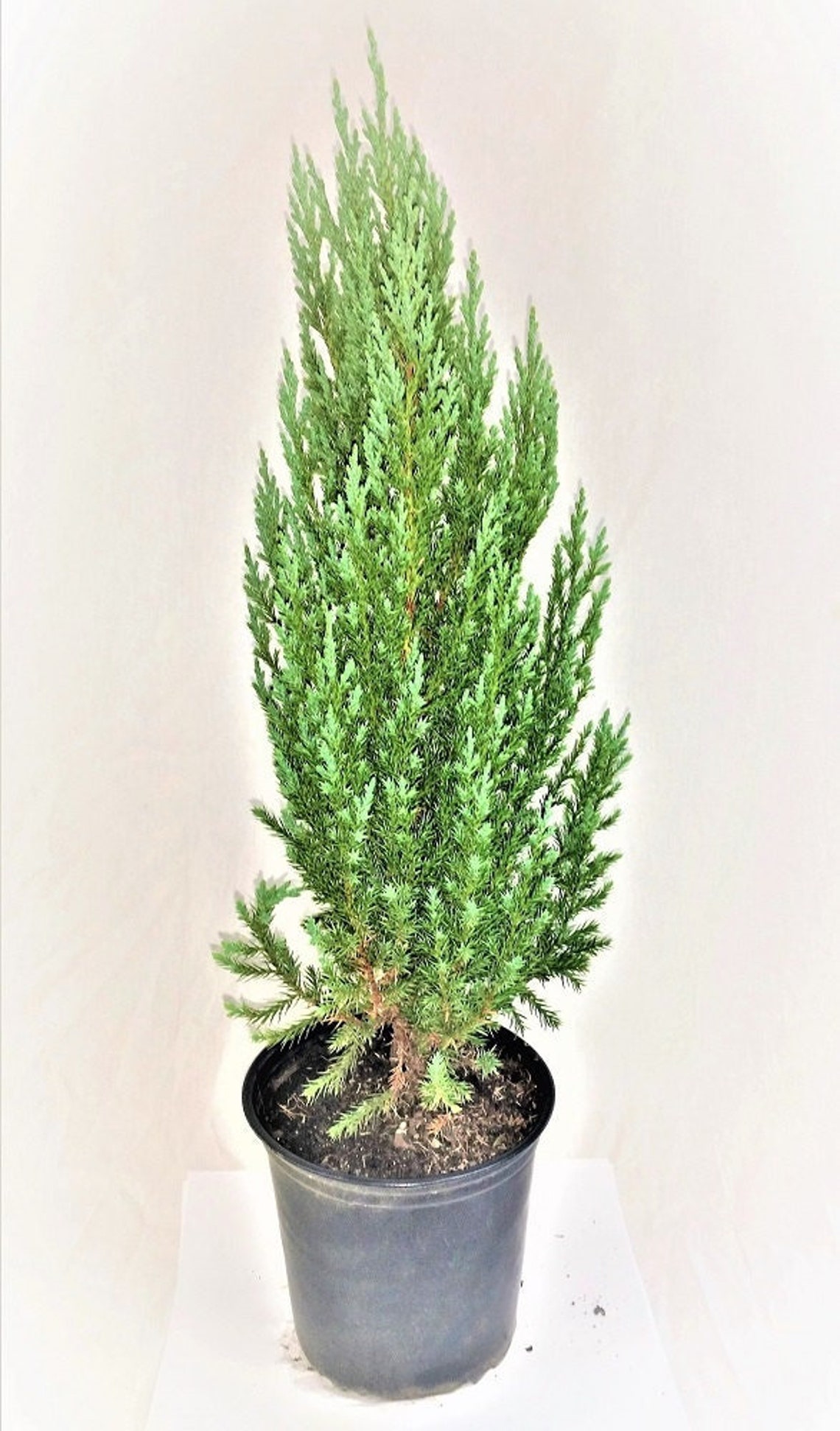 Blue Point Upright Juniper Tree Live Plant Trade Gallon Etsy