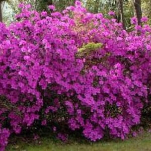 May include: A dense, sprawling azalea shrub covered in a profusion of vibrant, deep magenta-pink flowers. The plant features numerous small, delicate blossoms clustered together, creating a solid, colorful mass of petals across the foliage.