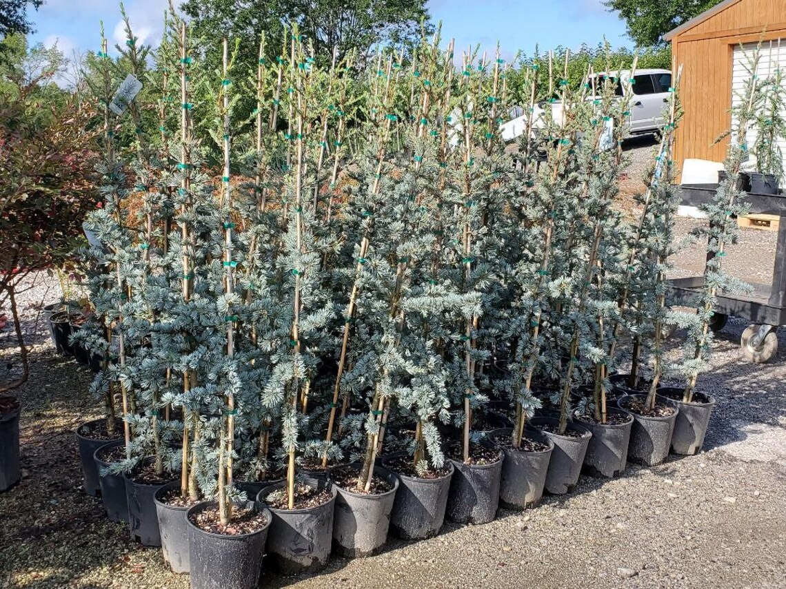 Horstmann Blue Atlas Cedar Live Plant 2 Gallon Pot Etsy