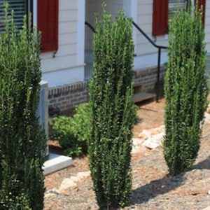 1 - Sky Pencil Japanese Holly Tree - Starter Plant ( 4L ) ( 1 live plant )
