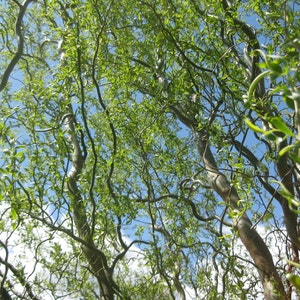 Golden Curls Corkscrew Weeping Willow Tree - Live Plant - ( 1 QT )