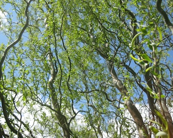 Golden Curls Corkscrew Weeping Willow Tree - Live Plant - ( 1 QT )