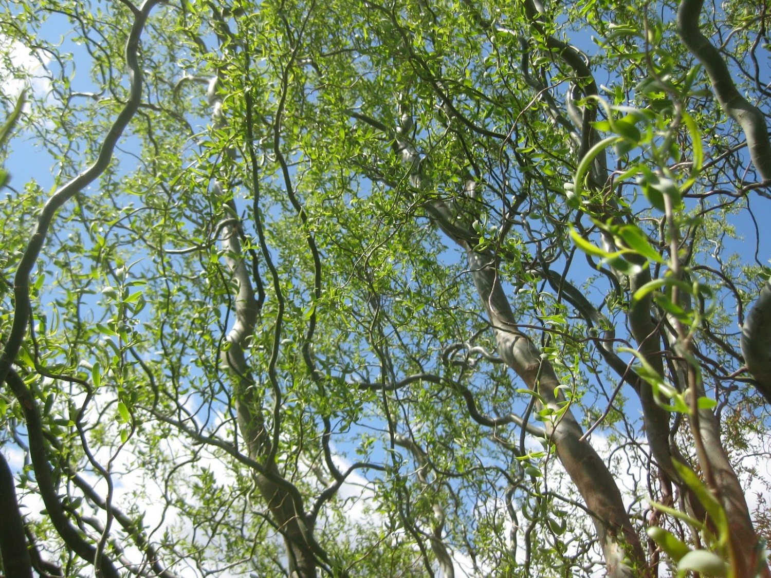 Golden Curls Corkscrew Weeping Willow Tree - Live Plant - ( 1 QT )