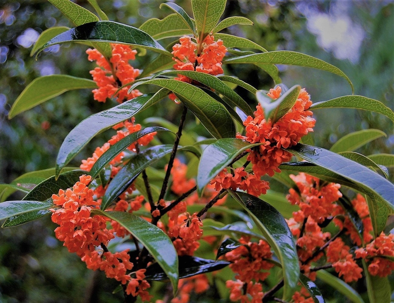 Red Osmanthus С†РІРµС‚