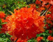 Produkt z tego sklepu