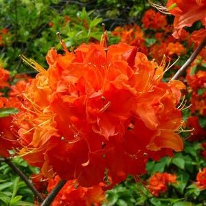 May include: Close-up of vibrant orange azalea flowers in full bloom. The petals are layered and ruffled, with a gradient of colors from deep orange to a lighter, almost yellow hue. Green foliage provides a contrasting background, highlighting the flowers' bright colors.