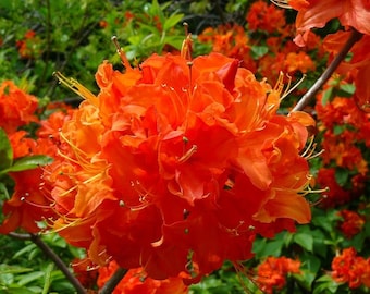 1 - Mandarin Lights Orange Deciduous Azalea - Starter Plant ( 7L ) ( 1 live plant )