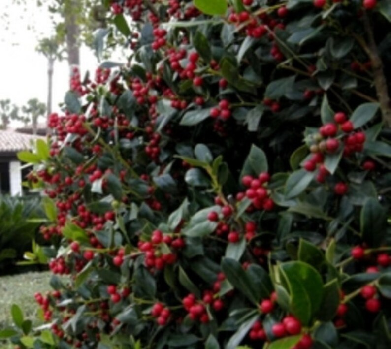 36+ Embroidery Zone Etsy PNG