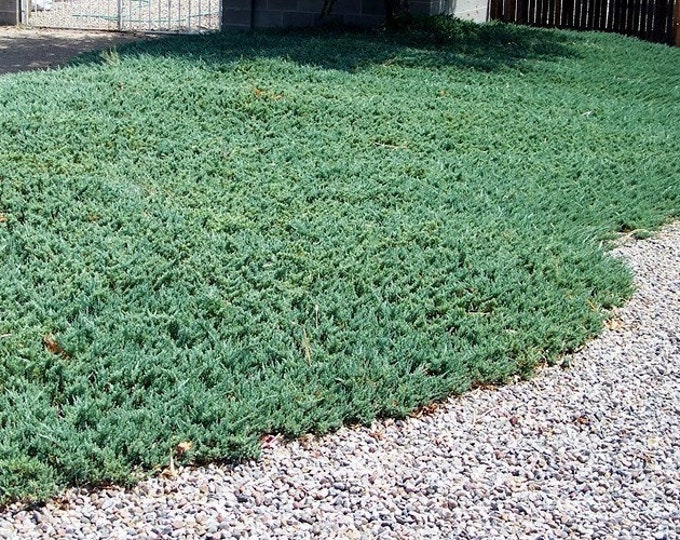 Blue Rug Spreading Juniper Groundcover Live Plant Full Etsy