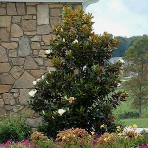 May include: A Southern magnolia tree with glossy, dark green leaves and large, white, cup-shaped flowers. The tree is positioned next to a stone wall with irregular, tan-colored stones, with a green landscape visible in the background.