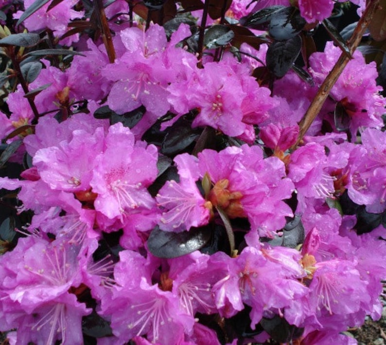 Lavender Rhodesian PJM Elite Lavender Rhododendron - Live Plant - ( 1 QT ) - Etsy