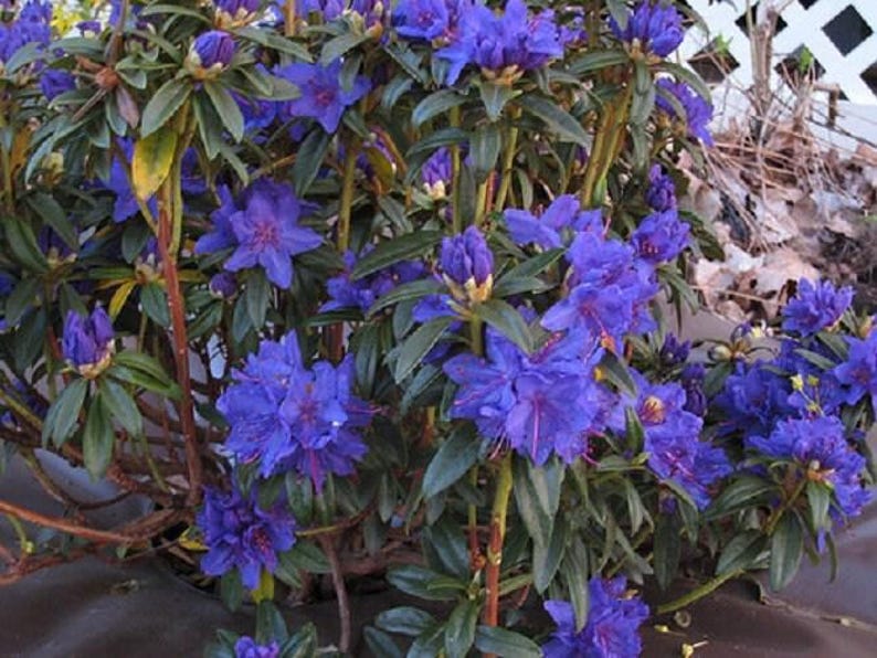 1 - Blue Baron Rhododendron - Starter Plant ( 7m ) ( 1 Live Plant ) - Etsy