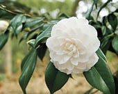 Articolo da questo negozio