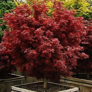 Shaina Dwarf Japanese Maple - Live Plant - ( 2.5 QT )