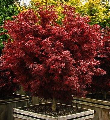 Shaina Dwarf Japanese Maple - Live Plant - ( 2.5 QT ) - Etsy