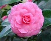 Articolo da questo negozio