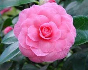 Dad's Pink Camellia Japonica Live Plant Quart Pot