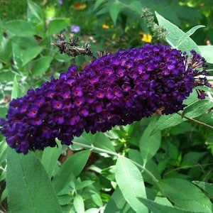 Black Knight Butterfly Bush ( Buddleia ) - Live Plant - ( 2.5 QT )