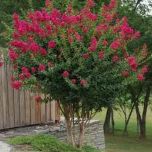 Tonto Fuchsia-Red Crape Myrtle Tree - Full Gallon Pot