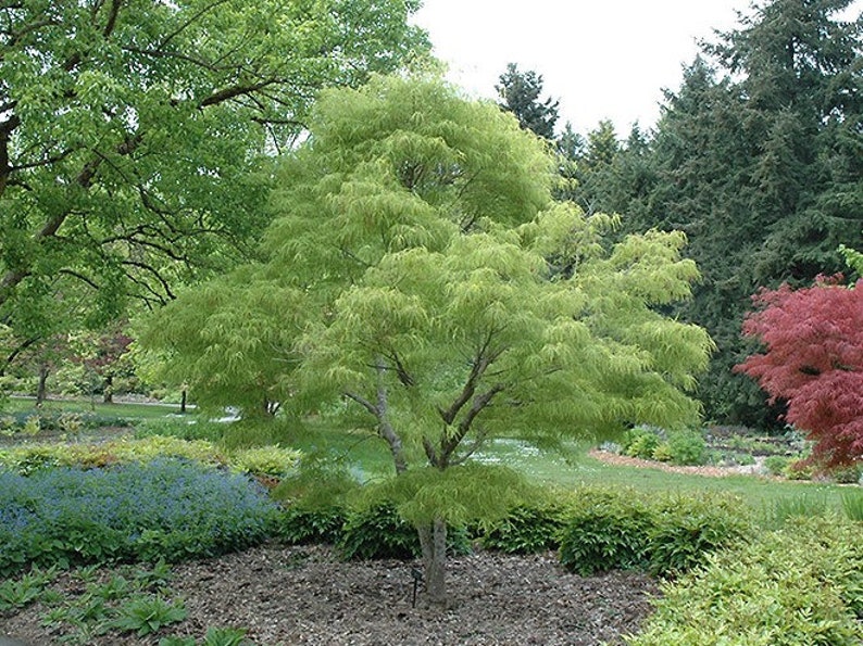 жизненные формы )травы, кустарнички, кустарники, деревья). дерево куст трава.