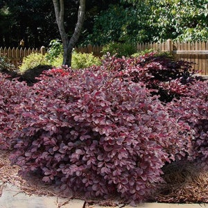 May include: A landscape scene featuring several vibrant, low-growing shrubs with burgundy-colored leaves. The shrubs are densely packed, creating a full, textured appearance. A wooden fence and trees are visible in the background, adding depth to the outdoor setting.