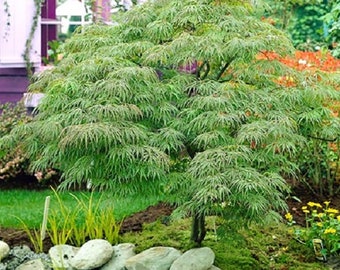 Waterfall Green Weeping Japanese Maple - Live Plant - ( 2.5 QT )