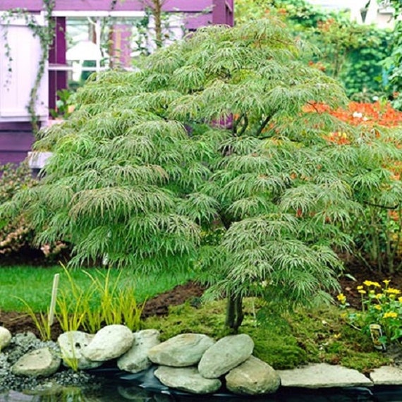 waterfall japanese maple care waterfall japanese maple care