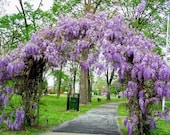 このショップの商品