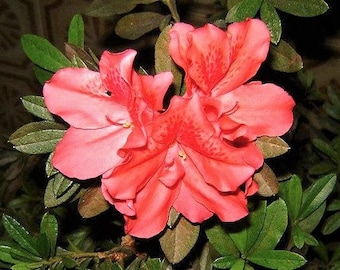 Amagasa ( Satsuki ) Azalea - Starter Plant ( 7m ) ( 1 live plant )