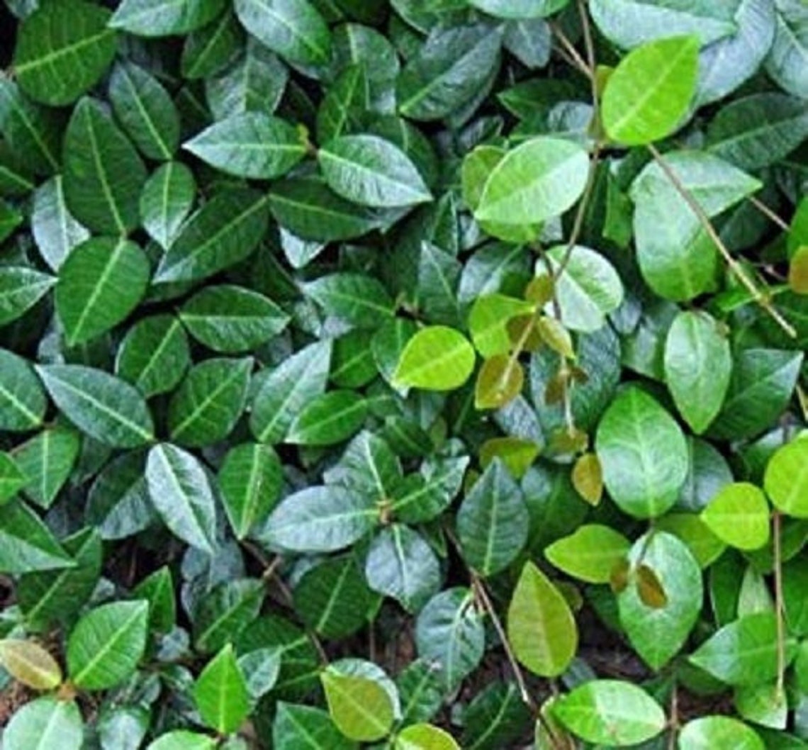 Asian Jasmine Vine Groundcover Live Plant Trade Gallon Etsy