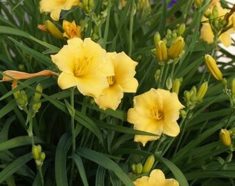 Stella D'Oro Reblooming Daylily - Live Plant - ( 2.5 QT )