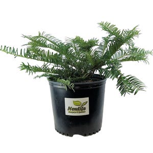 Spreading Japanese Plum Yew - Live Plant - 3 Gallon Pot
