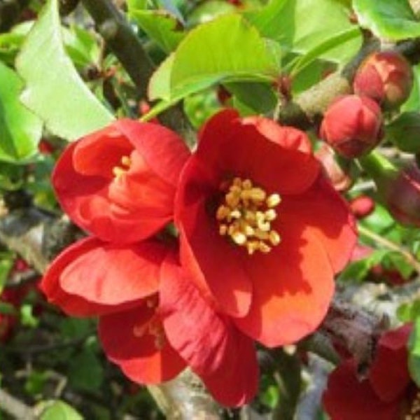 Superb Fusion Red Flowering Quince - Starter Plant ( 8m ) ( 1 live plant )