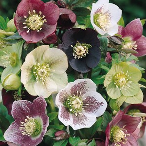 Royal Heritage Lenten Rose - Starter Plant ( 4in ) ( 1 live plant )