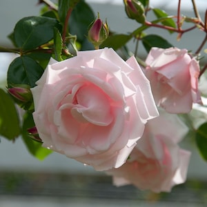 NEW DAWN Climbing Rose - Live Plant - ( 1 QT )