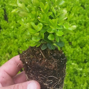 True Dwarf English Boxwood ( Buxus ) - Starter Plant ( 7m ) ( 1 live plant )