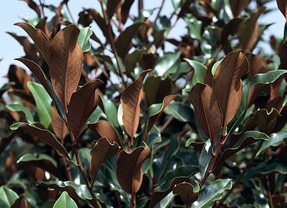 Brackens Brown Beauty Southern Magnolia Live Plant Quart Etsy