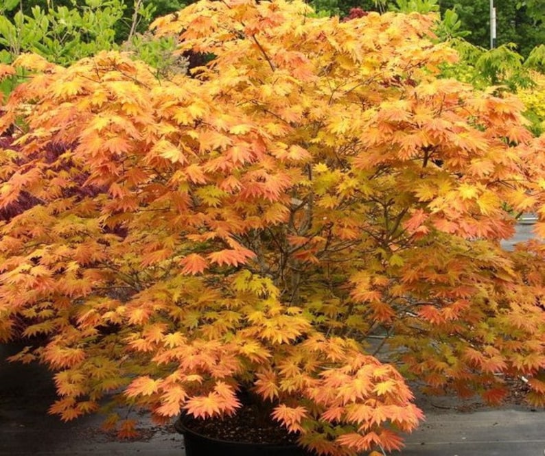 autumn moon dwarf japanese maple trees autumn moon dwarf japanese maple trees