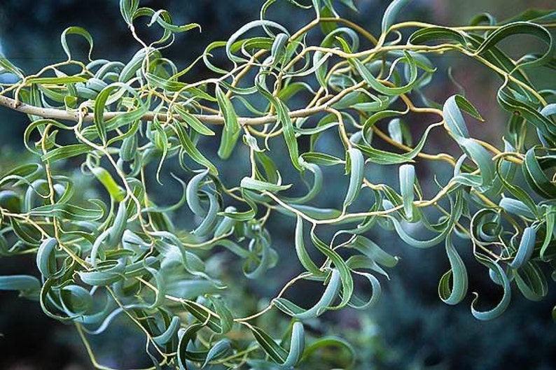 Golden Curls Corkscrew Weeping Willow Tree Live Plant Etsy